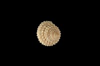 藏品(棘黍螺)的圖片